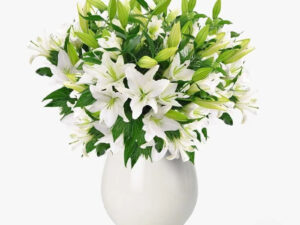 Buchet de 23 crini imperiali albi