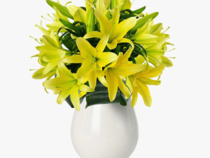 Buchet de 25 crini asiatici galbeni