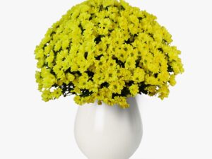 Buchet de 35 crizanteme galbene