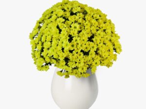 Buchet de 55 crizanteme galbene